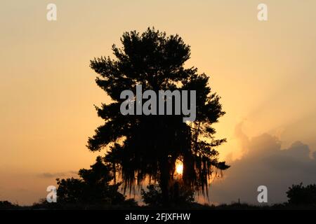 Le soleil se cache derrière un grand chêne avec une silhouette de mousse espagnole. Coucher de soleil dans une ferme. Banque D'Images