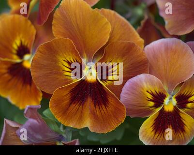 gros plan de la fleur de Pansy rouge jaune orange Banque D'Images