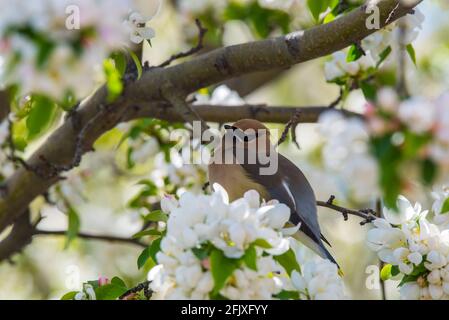 Des ailes de cèdre se fourragent dans un crabapple en fleur. Ces oiseaux fragiles et migrateurs se nourrissent d'insectes et d'une grande variété de fruits et de baies. Banque D'Images