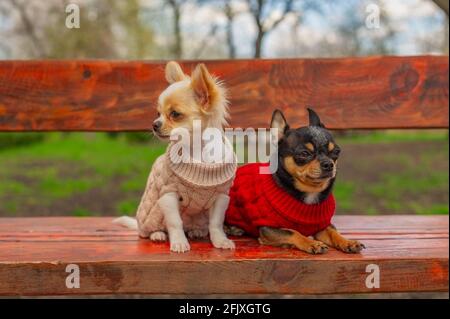 Deux petits chiens chihuahua sur banc. Animaux domestiques adorables à l'extérieur. Chiens en vêtements. Printemps Banque D'Images