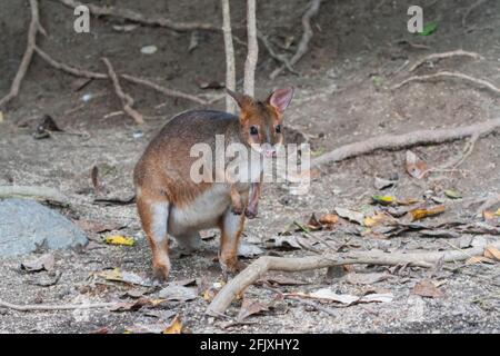 Un marais Wallaby (Wallabia bicolor) Est un petit marsupial de macropod de l'est de l'Australie Banque D'Images