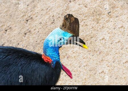 Un casuarius du Sud (Casuarius casuarius) nourrissant, Far North Queensland, FNQ, QLD, Australie Banque D'Images