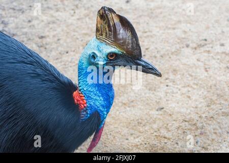 Portrait d'un casuarius du Sud (Casuarius casuarius), un oiseau australien emblématique sans vol, Far North Queensland, FNQ, QLD, Australie Banque D'Images