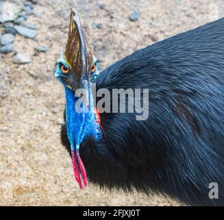 Portrait d'un casuarius du Sud (Casuarius casuarius), un oiseau australien emblématique sans vol, Far North Queensland, FNQ, QLD, Australie Banque D'Images