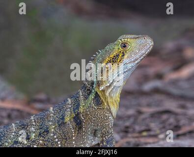 Portrait d'un dragon des eaux de l'est (Physignathus lesueurii ou Intellagama leseuerii), une espèce araboricole indigène de l'est de l'Australie Banque D'Images