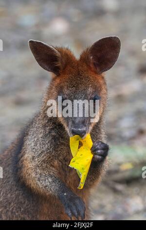Portrait vertical d'un marais Wallaby (Wallabia bicolor) se nourrissant d'une feuille, un petit macropode marsupial de l'est de l'Australie Banque D'Images