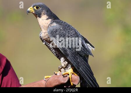 Majestueux faucon pèlerin perché sur le gant en cuir de falconer Banque D'Images