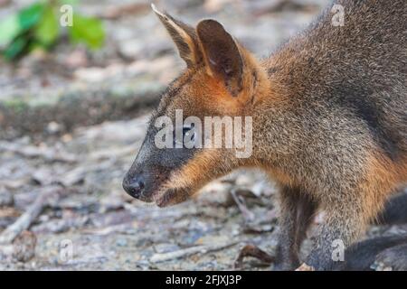 Portrait en gros plan d'un marais Wallaby (Wallabia bicolor), un petit marsupial de macropod de l'est de l'Australie Banque D'Images