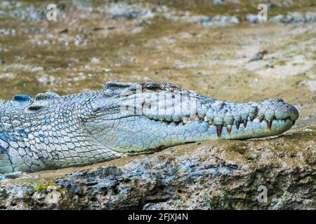 Photo à la tête d'un crocodile d'eau salée (Crocodylus porosus), Far North Queensland, FNQ, QLD, Australie Banque D'Images