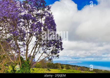 Jacaranda arbres en fleur dans le nord du pays Kula sur Maui. Banque D'Images