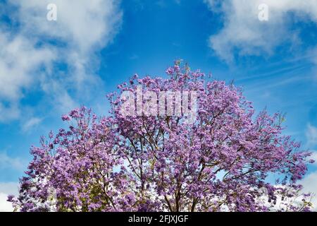 Jacaranda arbres en fleur dans le nord du pays Kula sur Maui. Banque D'Images