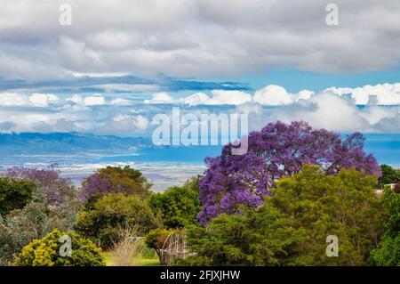 Jacaranda arbres en fleur dans le nord du pays Kula sur Maui. Banque D'Images