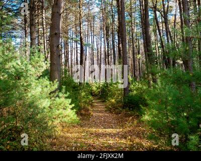 Cook Forest State Park à l'automne près de Clarion Pennsylvania avec les petits pins et les feuilles tombées et un ciel bleu qui s'éclate à travers l'arrière-plan. Banque D'Images