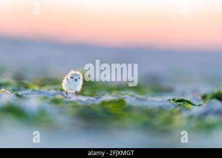 Piping Plover, un jour, poussin sur la plage Cape May County, New Jersey, États-Unis Banque D'Images