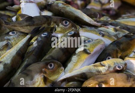 Pufferfish de smoothback (Lagocephalus inermis) en vente sur le marché du poisson dans le port de Mangalore, Karnataka. Banque D'Images