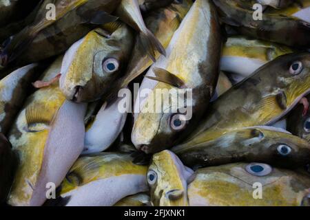 Pufferfish de smoothback (Lagocephalus inermis) en vente sur le marché du poisson dans le port de Mangalore, Karnataka. Banque D'Images