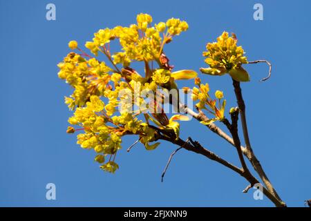 Acer platanoides globosum Banque D'Images