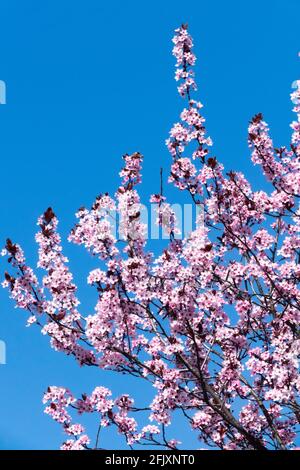 Prunus cerasifera Nigra, cerisier Plum Myrobalan Banque D'Images