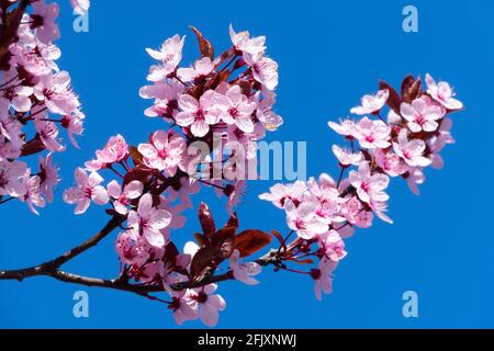 Prunus cerasifera Nigra, Cherry Plum Myrobalan fond rose bleu branche de cerisiers en fleurs Banque D'Images