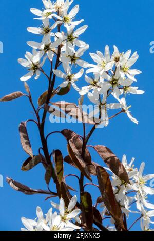 Amelanchier lamarckii, Snowy mespilus fleurs de printemps ciel bleu Banque D'Images