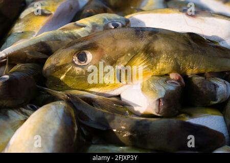 Pufferfish de smoothback (Lagocephalus inermis) en vente sur le marché du poisson dans le port de Mangalore, Karnataka. Banque D'Images