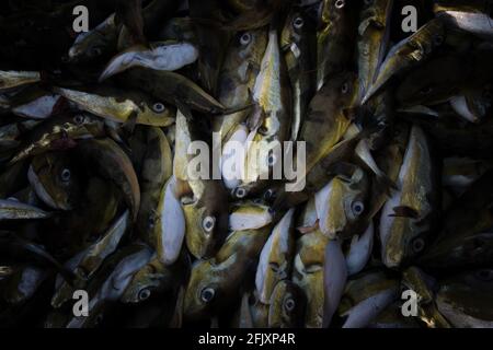 Pufferfish de smoothback (Lagocephalus inermis) en vente sur le marché du poisson dans le port de Mangalore, Karnataka. Banque D'Images