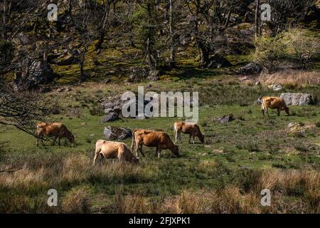 Animaux de ferme paître sur une herbe de printemps fraîche Banque D'Images