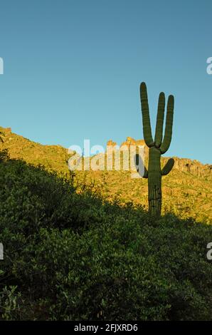 Saguaro Silhouette contre les Golden Mountains Banque D'Images