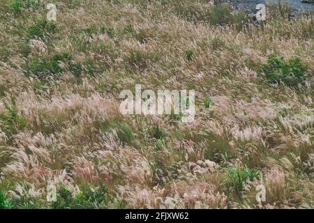 Certaines fleurs de roseau oscillent avec le vent. Diverses espèces végétales et paysages naturels. Ferme Wuling en hiver, Taïwan. Décembre 2020. Banque D'Images