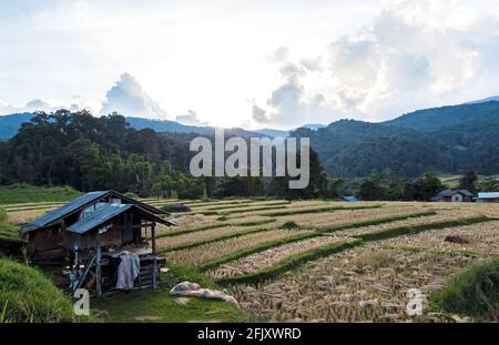 Champ de riz doré avec gîte dans le pays de la Thaïlande À Mae Klang Luang Doi Inthanon.Chiang mai province.Thaïlande Banque D'Images