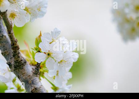 la pomme fleurit au printemps sur fond naturel Banque D'Images