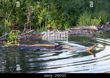 Castor (Castor canadensis) nageant à travers un étang transportant une branche de peuplier baumier nouvellement coupée de la rive au barrage (Populus balsamifera) Banque D'Images