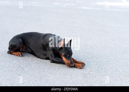 Doberman pinscher se trouve sur une route asphaltée. Photo de haute qualité Banque D'Images