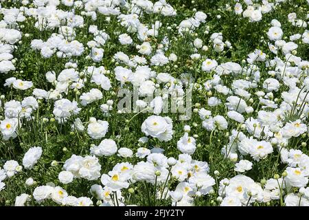 Un champ de fleurs de jardin blanc cultivé buttercups. Israël Banque D'Images