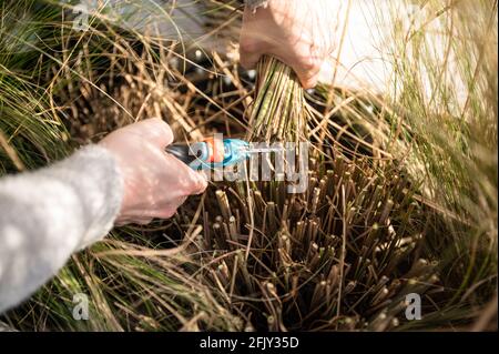 Jeune femme blonde coupant l'herbe de zèbre (Miscanthus sinensis zebrinus), ou l'herbe de porc-épic dans le jardin Banque D'Images