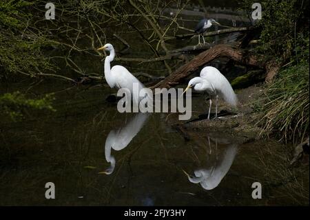 Cette paire de Grands Egrets (Ardea Alba) était en plumage de reproduction à cet ancien barrage agricole dans la réserve de 100 acres à Park Orchards, Victoria, Australie. Banque D'Images