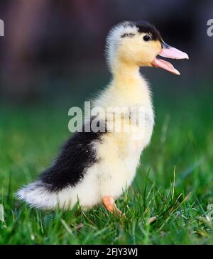 Joli petit ducling en extérieur. Bébé oiseau de canard jaune sur l'herbe verte de printemps découvre la vie. Agriculture biologique, droits des animaux Banque D'Images