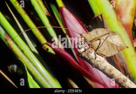 Feuille Katydid (Typophyllum erosum) imitant la feuille brune morte Costa Rica Banque D'Images