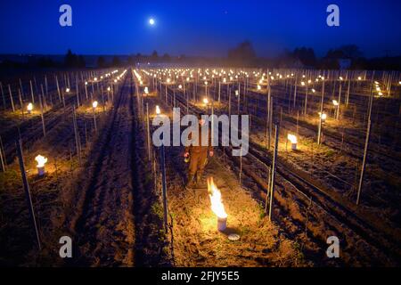 26 avril 2021, Saxe, Weinböhla: Till Neumeister, directeur de la viticulture, allume un feu entre les vignes dans un vignoble. Sur huit vignobles sujets au gel et jeunes vignobles de la propriété viticole de Schloss Wackerbarth, les vignerons veulent protéger les vignes des gelées tardives avec de petits feux contrôlés. Plusieurs milliers de vignes des variétés Bacchus, Müller-Thurgau et Muscaris doivent être protégées. Photo: Robert Michael/dpa-Zentralbild/ZB Banque D'Images