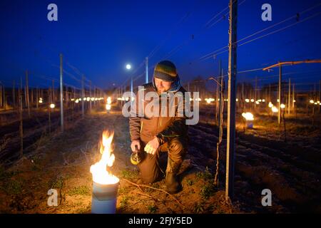 26 avril 2021, Saxe, Weinböhla: Till Neumeister, directeur de la viticulture, allume un feu entre les vignes dans un vignoble. Sur huit vignobles sujets au gel et jeunes vignobles de la propriété viticole de Schloss Wackerbarth, les vignerons veulent protéger les vignes des gelées tardives avec de petits feux contrôlés. Plusieurs milliers de vignes des variétés Bacchus, Müller-Thurgau et Muscaris doivent être protégées. Photo: Robert Michael/dpa-Zentralbild/ZB Banque D'Images