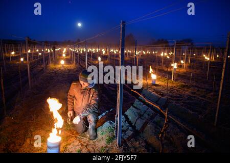 26 avril 2021, Saxe, Weinböhla: Till Neumeister, directeur de la viticulture, allume un feu entre les vignes dans un vignoble. Sur huit vignobles sujets au gel et jeunes vignobles de la propriété viticole de Schloss Wackerbarth, les vignerons veulent protéger les vignes des gelées tardives avec de petits feux contrôlés. Plusieurs milliers de vignes des variétés Bacchus, Müller-Thurgau et Muscaris doivent être protégées. Photo: Robert Michael/dpa-Zentralbild/ZB Banque D'Images