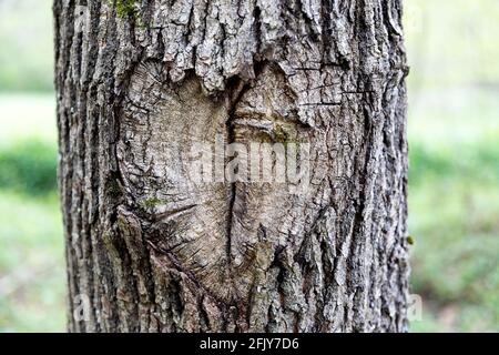 Un coeur sculpté dans un tronc d'arbre Banque D'Images