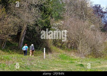 Un couple de personnes âgées se bat à flanc de colline sur North Downs Way Sentier à White Downs, près de Dorking, au cours d'une source ensoleillée Day, Surrey Hills, Angleterre, Royaume-Uni Banque D'Images