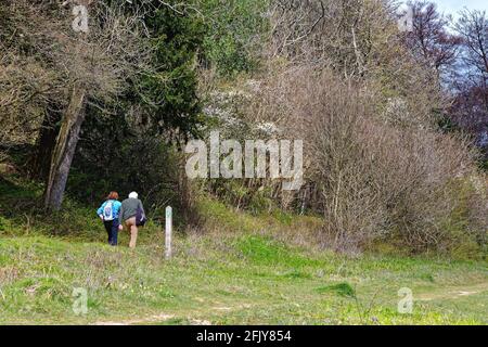 Un couple de personnes âgées se bat à flanc de colline sur North Downs Way Sentier à White Downs, près de Dorking, au cours d'une source ensoleillée Day, Surrey Hills, Angleterre, Royaume-Uni Banque D'Images