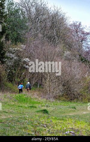 Un couple âgé se débat sur une colline au nord Sentier Downs Way à White Downs lors d'une source ensoleillée Jour près de Dorking Surrey Angleterre Royaume-Uni Banque D'Images