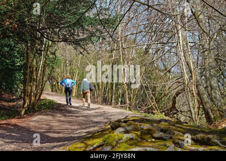 Un couple de personnes âgées se bat à flanc de colline sur North Downs Way Sentier à White Downs, près de Dorking, au cours d'une source ensoleillée Day, Surrey Hills, Angleterre, Royaume-Uni Banque D'Images