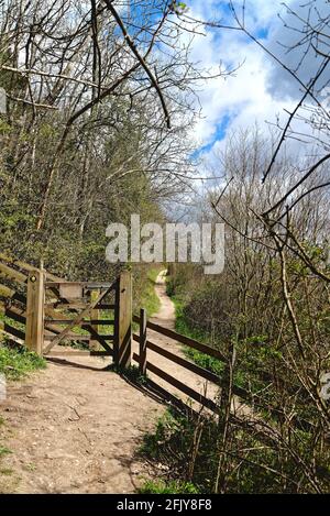 Le sentier North Downs Way sur White Downs dans l' Surrey Hills près de Dorking, sur un jour ensoleillé de printemps Surrey Angleterre Royaume-Uni Banque D'Images