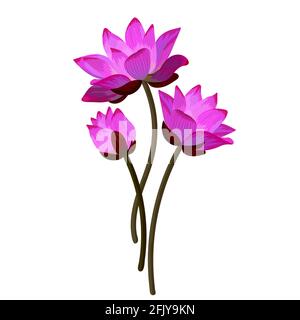 De beaux nénuphars roses isolés sur du blanc Illustration de Vecteur