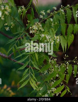 Azadirachta indica, communément appelé neem, nimtree ou lilas indien avec fleurs Banque D'Images