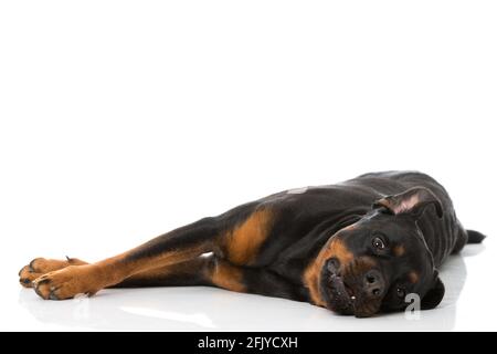 Chien Rottweiler isolé sur fond blanc Banque D'Images